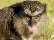 野生动物坎氏长尾猴高清图片写真