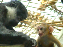 猴子的品种尖嘴猴腮长尾猴图片大全