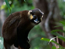 国家保护动物髭长尾猴摄影图片