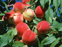 好吃又美味的桃子树长满了新鲜水果桃子