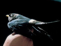 对人类有益的鸟类品种白眼河燕图片