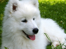世界名犬排行榜英式萨摩耶高清图片