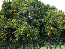 嫁接的柚子果树树树头上结满果实