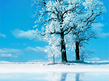 冬天的百年大树雪景非主流手机壁纸图片