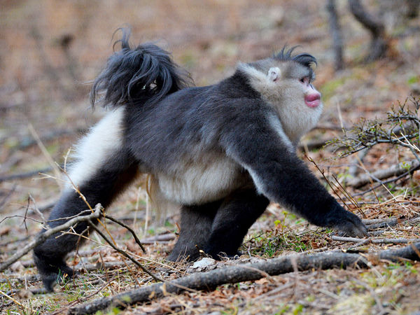 野生保护动物滇金丝猴图片欣赏第1张