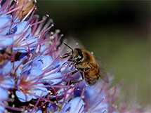 蜜蜂花丛中采蜜小清新精美壁纸图片