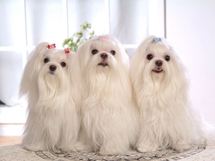 世界最贵名犬约克夏犬图片