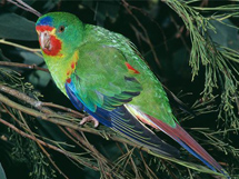 精美鸟类的名称红尾绿鹦鹉近照图片