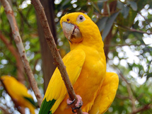 树枝上金黄色的热带鹦鹉金鹦哥图片大全