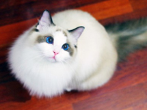 可爱的白色布偶猫图片大全