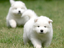 世界名犬幼年萨摩耶犬图片欣赏