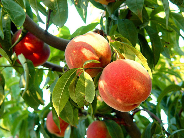 桃子树上挂满了桃子图片第1张