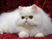 可爱的乳白色小猫咪波斯猫图片欣赏