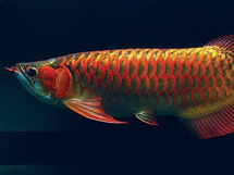 鱼类名称血红龙鱼色彩艳丽图片