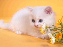 纯白色的小波斯猫可爱图片