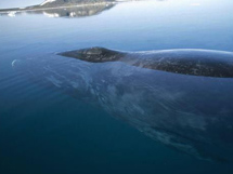 海洋大型鱼类北极露脊鲸鱼图片大全