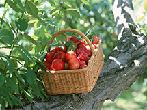 水果种类红李子图片