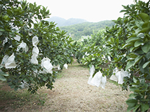 柚子树上的果实用纸包起来图片