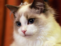 可爱的布偶猫品种写真图片