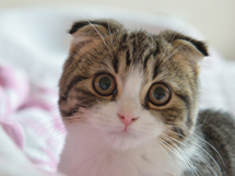 可爱的苏格兰折耳猫高清写真图片