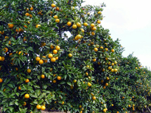 橙子树嫁接后丰收的图片