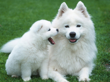 世界名犬犬种萨摩耶图片