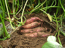 无公害蔬菜红薯的种植方法大全