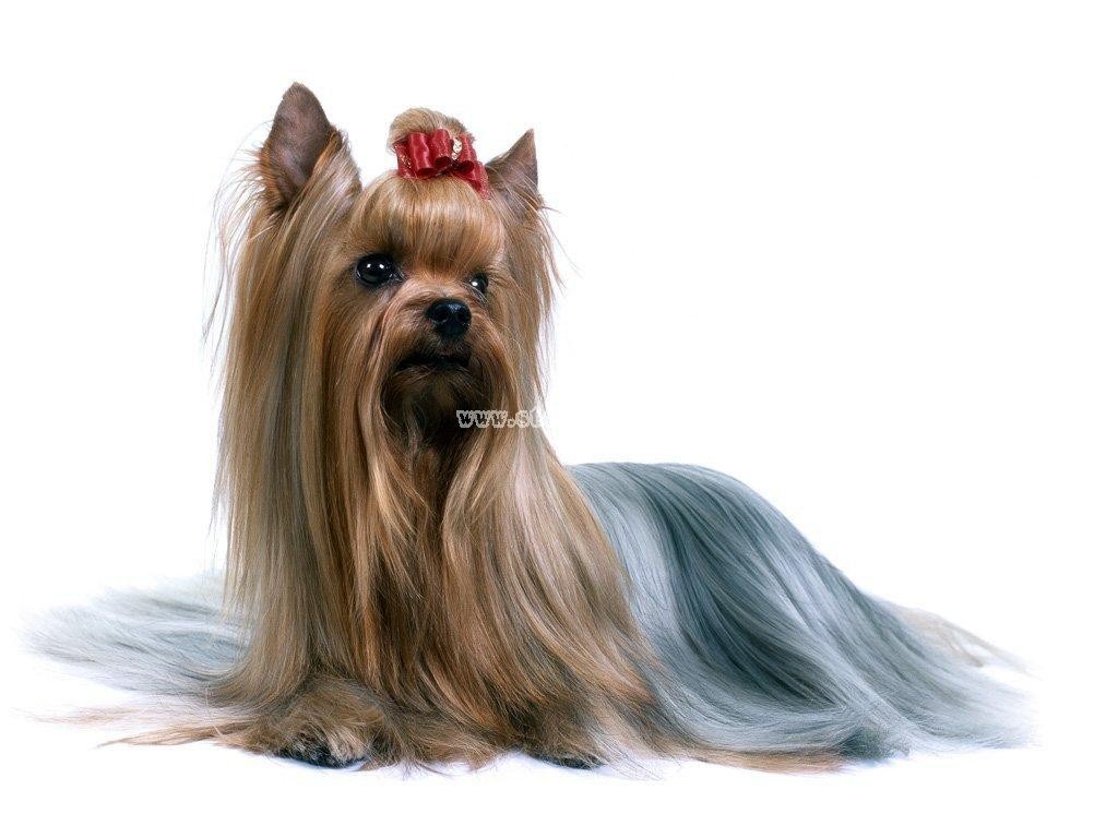 世界十大名犬可爱的约克夏图片第1张