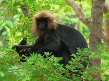 猴子的品种黑乌叶猴高清图片大全
