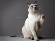 可爱猫咪品种暹罗猫大全及图片