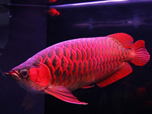 观赏鱼鱼类品种昂贵的血红龙图片欣赏