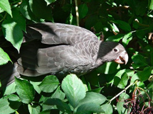 树丛中最奇特的鸟类马岛鹦鹉图片欣赏
