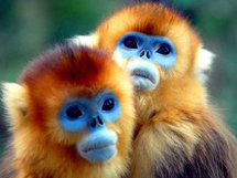 国家保护的野生动物金丝猴高清图片大全