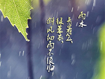 精美雨水中的树叶背景文字手机壁纸图片