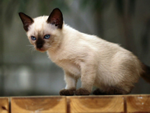 好可爱的小动物暹罗猫猫咪图片