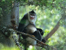 国家保护动物滇金丝猴写真图片欣赏