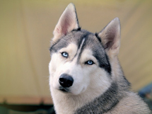 世界名犬排行榜之哈士奇高清图片写真