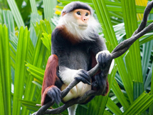 濒临灭绝的野生动物白臀叶猴子写真图片