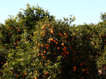 橙子树上挂满了红通通的橙子果实图片