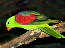  鸟类品种之红翅鹦鹉美丽图片欣赏