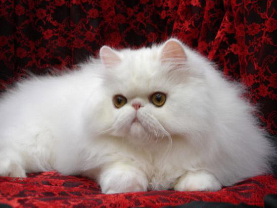 可爱的乳白色小猫咪波斯猫图片欣赏第1张