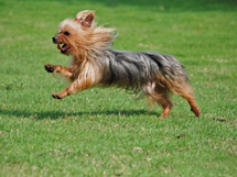 世界小型名犬成年约克夏图片欣赏