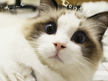 布偶猫米可爱表情写真图片