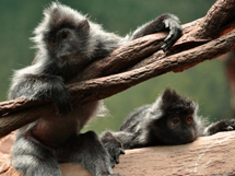 猴子种类银色乌叶猴图片欣赏