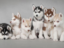 世界十大名犬之哈士奇集体高清写真图片集