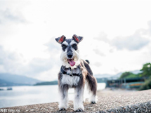 世界十大名犬之雪纳瑞漂亮图片