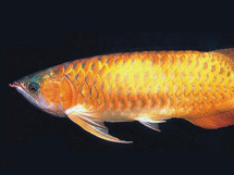 观赏鱼的种类之橘红龙鱼的图片欣赏