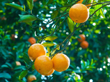 橙子树的硕果摄影写真图片
