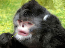 缅甸野生保护动物金丝猴高清图片欣赏