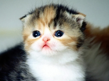 可爱的小猫咪品种苏格兰折耳猫蠢萌图片